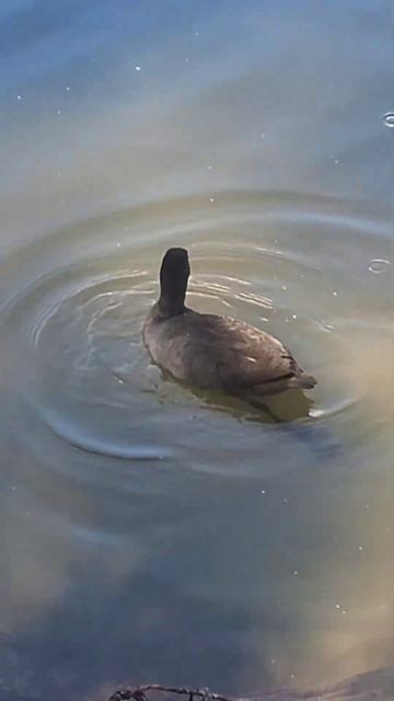 Космикс Варвар ТВ. Кос Вар ТВ. смотреть онлайн