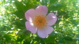 Шиповник цветок