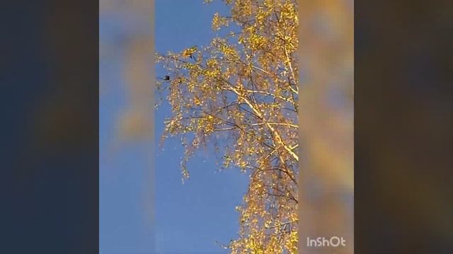 кажется ,что только на прошлой недели скворцы прилете? смотреть онлайн