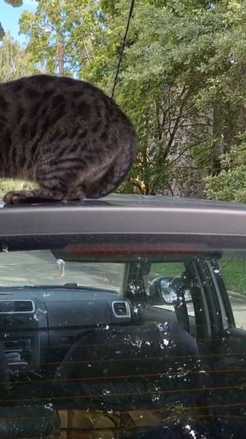 Кошки и коты! Почему они любят есть и спать на авто?? смотреть онлайн
