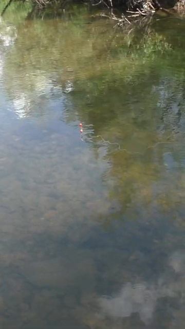 1492 Удочка Поплавок Тайга, Вылез на место Лова #иииразу?