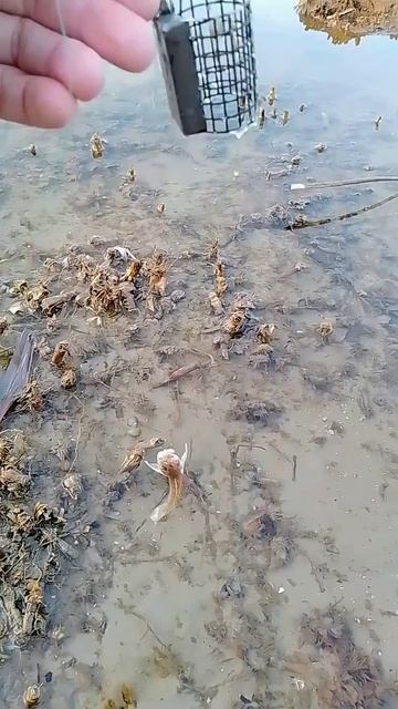 первый бычок на кормушку, spring fishing on the river смотреть онлайн