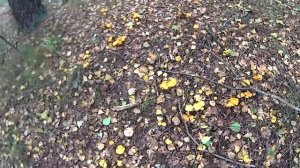 I.Z. лив: ДАЧА, КУСТЫ, ГРИБЫ, ТАТРЫ