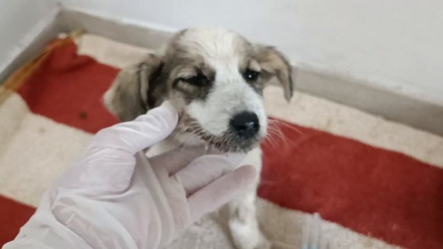 Тбилиси 🇬🇪 Грузия Приют Тамаза Элизбарашвили 🐕💌? смотреть онлайн