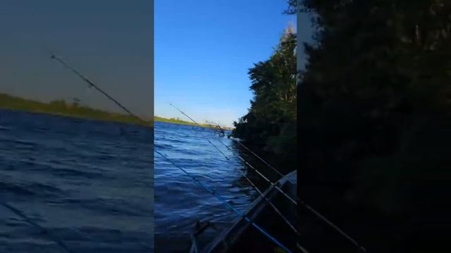 Ловим САЗАНА карпа в прямом эфире Астрахань 2024 #shorts смотреть онлайн