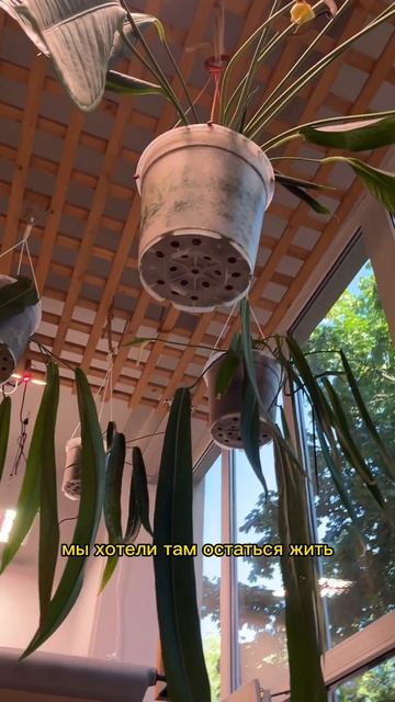 Тяжелый люкс среди растений #makemoreplants #растенияспб #ант смотреть онлайн