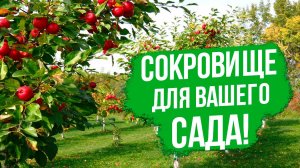 Эти плодовые деревья - СОКРОВИЩЕ для вашего сада!