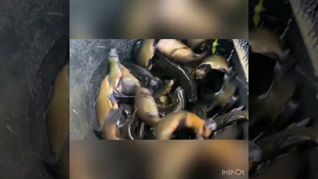 Линь в Ольгово