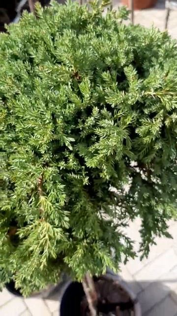 🌲Можжевельник Прокумбенс нана на штамбе | Telegram: https://t. смотреть онлайн