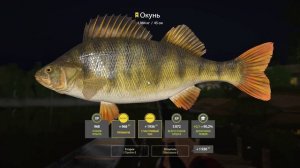 Русская рыбалка 4 Комариное окунь 58 90 между лодки и мос