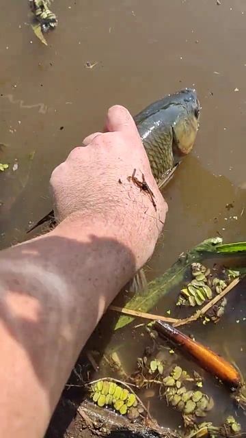 Рыбалка Белый Амур Утопили Рыбу смотреть онлайн