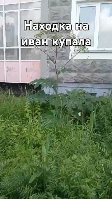 борщевик🥵🤓