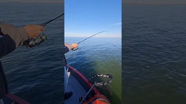 Рыбалка с гидом на Цимляском водохранилище! смотреть онлайн