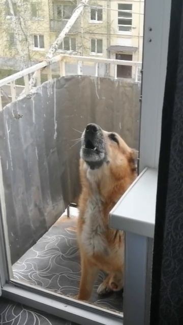 Немецкая овчарка - Тайсон подпевает песню #собаки #ОвчаркаНемец #Тайсон #СобакаПоёт #ОвчаркаПоёт смотреть онлайн