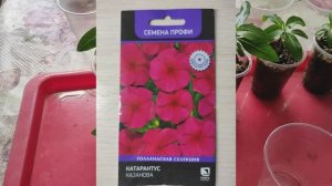 КАТАРАНТУС. МОЙ ОПЫТ ВЫРАЩИВАНИЯ ИЗ СЕМЯН #семена #цветы #катарантус #посевсемян#рассадацветов #сад