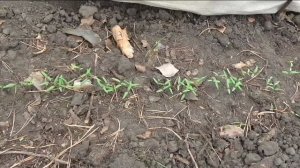 Безрассадные помидоры всходят