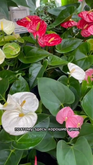 Оби/ Мега Дыбенко🌱🫶🏽 #растения #комнатныерастения # смотреть онлайн