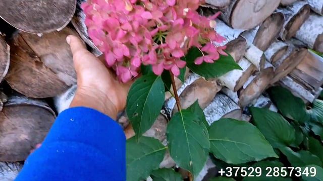 Финальная окраска метельчатых гортензий. Беларусь. 21 ?