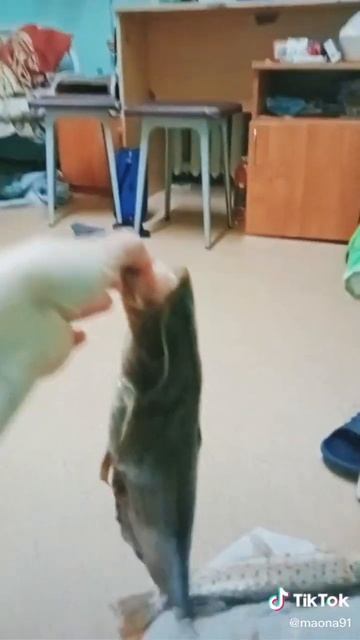 моё видио год назад , рыбалка на амуре! смотреть онлайн