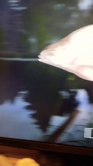 Лещ острог русская рыбалка 4 смотреть онлайн