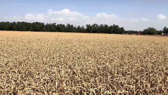 Уборка пшеницы. Таня/Граф. смотреть онлайн