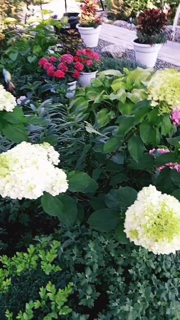 Метельчатые гортензии, июль 2024г.