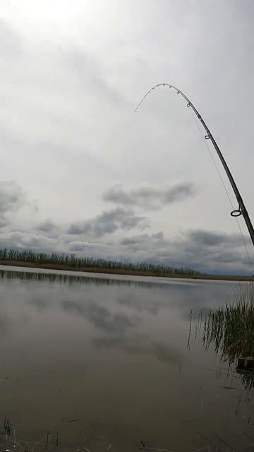 #fishing интенсивная ловля #uniquefishing пикер #shorts смотреть онлайн