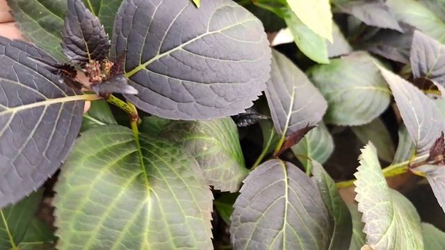 продолжаем обзор гортензий на выгонку 23.02.2025 г