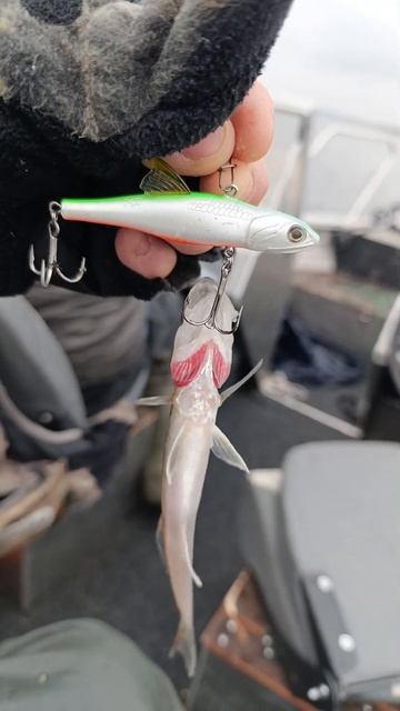 тестим замечательный виб #littlejack #fishing #ratlin #vib #рыбалка