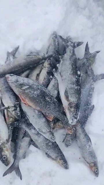 #рыбаки #охотники #карелия #природа #сегозеро #зима #рыб смотреть онлайн