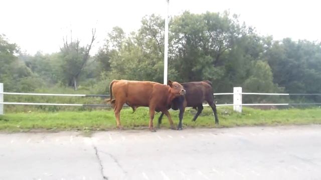 жестокий бой быков слабонервным не смотреть смотреть онлайн