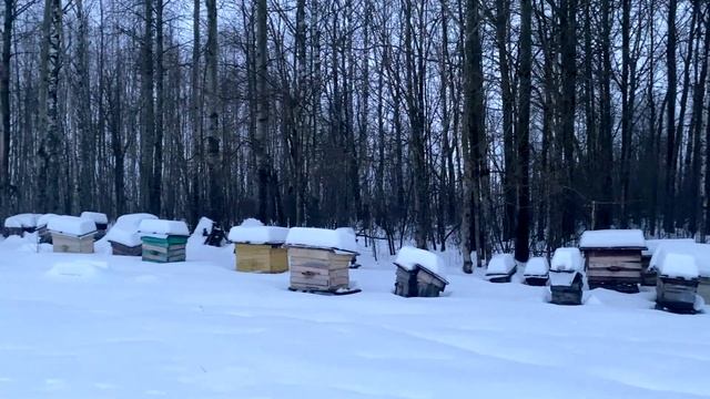 Зимняя подкормка пчел смотреть онлайн