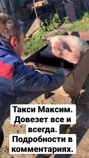 Заказали свинье Такси. Выход есть, приехал максимобил? смотреть онлайн