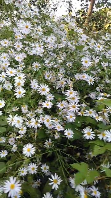 Осенние цветочки.