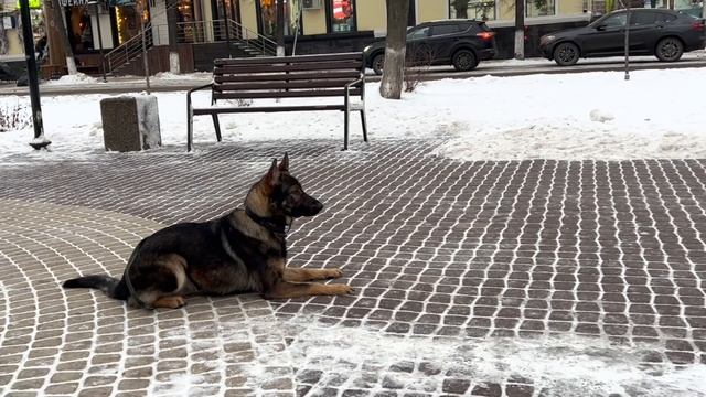 Школа для собак 🍀КЛЕВЕР🍀. Немецкая овчарка Стив 1 го? смотреть онлайн