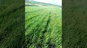 Ячмень и Люцерна на другом огороде