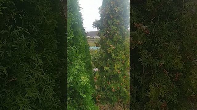 Отличие туй смарагд смотреть онлайн