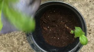 Черенки крупнолистной гортензии высаживаю в горшок