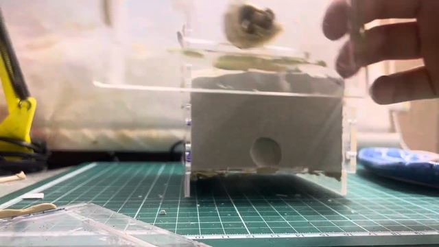 Самодельный формикарий для муравьев-бочек! Myrmecocystus mexicanus смотреть онлайн