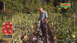 Томат ПИНК РОМА F1 в ОТКРЫТОМ ГРУНТЕ! Идеален для хране?