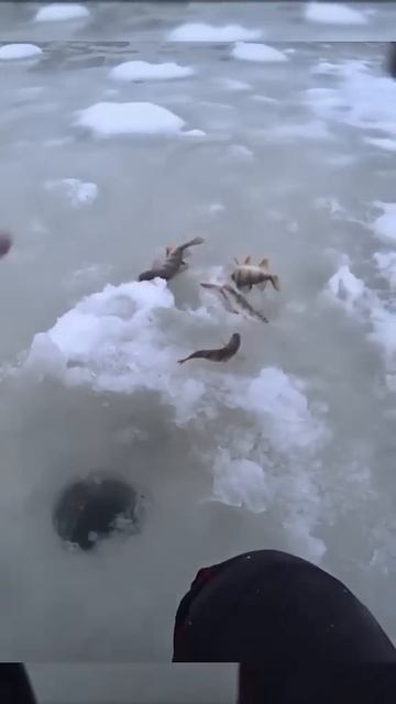 Рыбалка в феврале #рыбалка #окунь #рекомендации #shorts смотреть онлайн