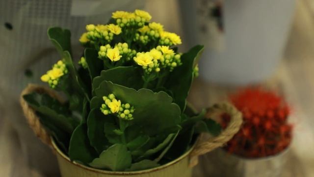 Уход за комнатными растениями смотреть онлайн