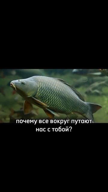Всем салам это мой новый канал подпишитесь пж #рыболов смотреть онлайн