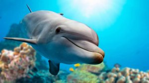 Дельфины в море плавают и играют. Звуки дельфинов и звуки моря для детей и взрослых.