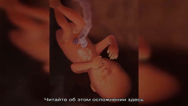 17 неделя беременности