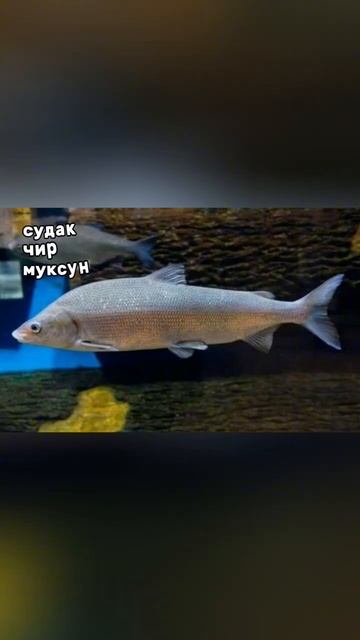 #fishing #ловим #щука #рыба #рыболовная #рыбный #рыбалка #уг? смотреть онлайн