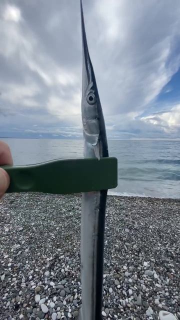 ￼ #рыбалкасгидом #fishing #абхазия #морскаярыбалка  Сарга?