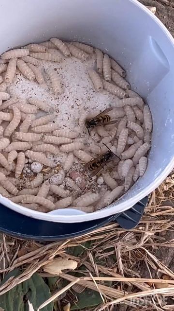 Пародия на рыбалку 😂 #юмор #рыбалка #улов #давление #ры