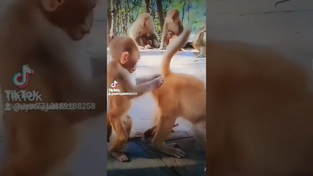 УЛЕТНЫЕ ПРИКОЛЫ СМЕШНЫЕ ВИДОСЫ. смотреть онлайн
