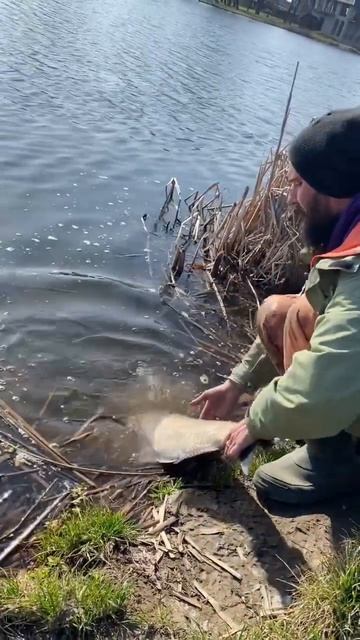 Товстолоб на спінінг Azura X Game 99